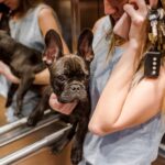 French Bulldog Puppies for Sale in Atlanta