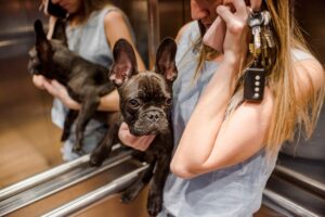 French Bulldog Puppies for Sale in Atlanta