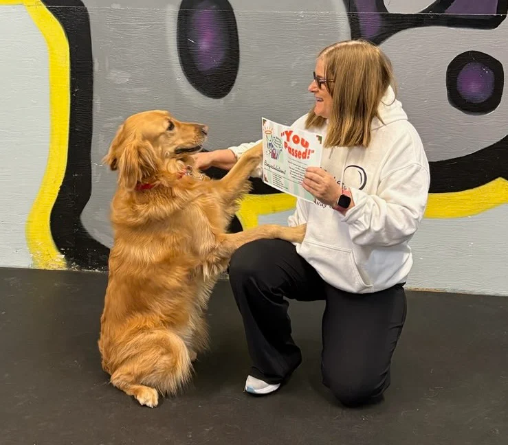 Why Dog Healthy Treats Are Becoming Essential for Modern Pet Care